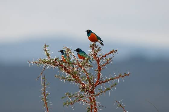 Superb Starlings Superb Starling resting on a throny plant in Lewa Downs, Kenya