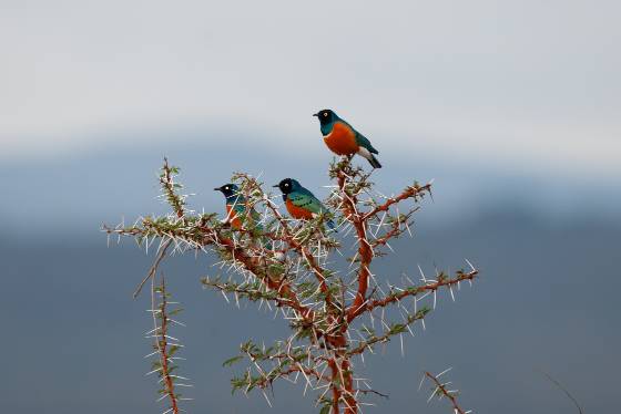 Superb Starlings Superb Starling resting on a throny plant in Lewa Downs, Kenya