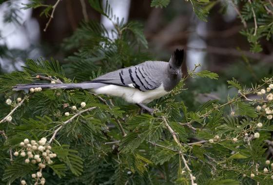 White Bellied Go Away Bird White Bellied Go Away Bird. A male since the is black.