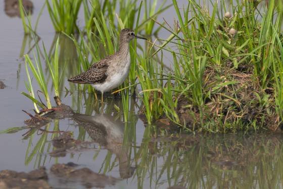 Wood Sandpiper Wood Sandpiper seen in the Maasai Mara, Kenya