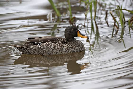 Yellow Billed Duck Yellow Billed Duck seen at Lewa Downs, Kenya