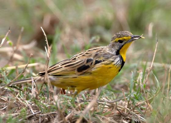 Yellow Throated Longclaw Yellow Throated Longclaw seen in the Maasai Mara, Kenya.