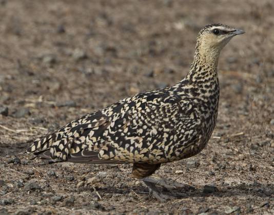 Yellow Throated Sandgrouse Yellow Throated Sandgrouse seen in the Maasai Mara, Kenya