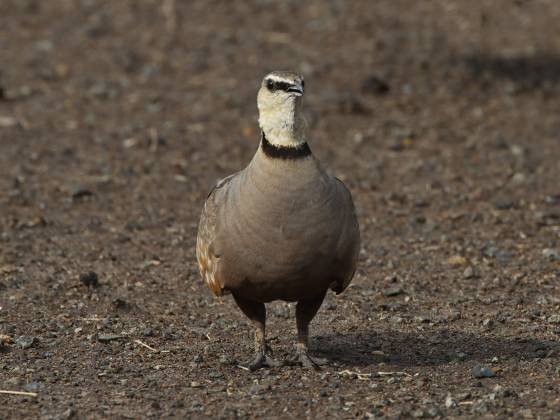 Yellow Throated Sandgrouse Yellow Throated Sandgrouse seen in the Maasai Mara, Kenya