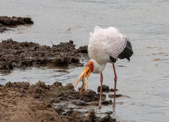 Yellow-billed Stork with fish in mouth Yellow-billed stork seen on the shore of the Mara River, Kenya.