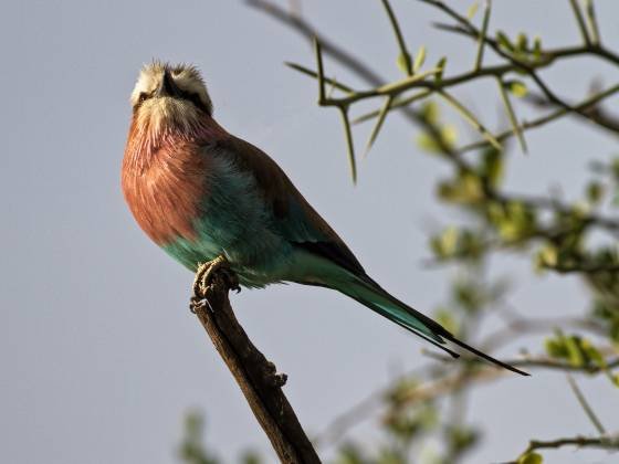 Lilac Breasted Roller 2 Lilac-breasted Roller seen in the Maasai Mara, Kenya.