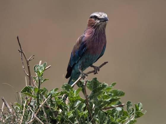 Lilac Breasted Roller 3 Lilac-breasted Roller seen in the Maasai Mara, Kenya.