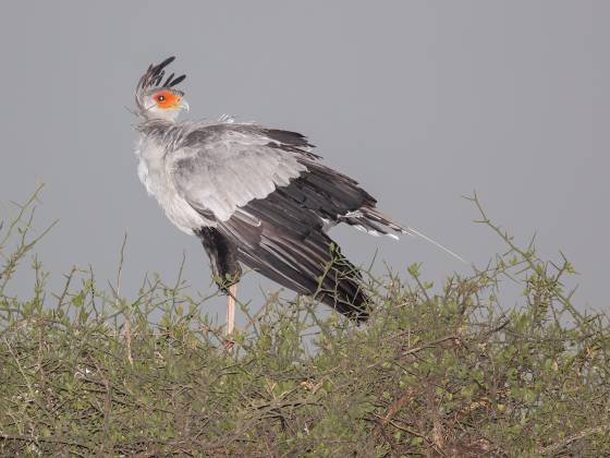 Secretary Bird No 2 Secretary Bird seen in the Maasai Mara, Kenya.