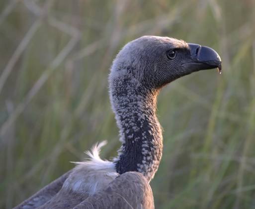 African White Backed Vulture Head Shot African White-backed Vulture seen in the Maasai Mara, Kenya. I love the subtle crisscrossed pattern in the background.