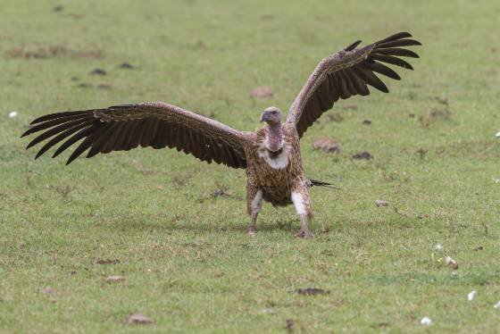 African White Backed Vulture African White Backed Vulture seen in the Maasai Mara, Kenya.