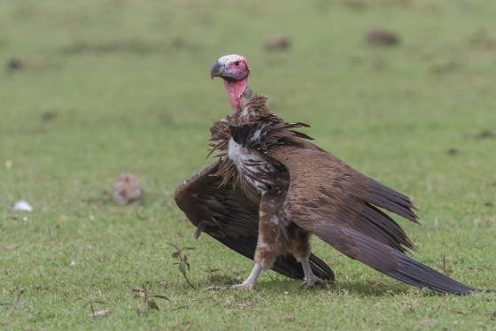 Lappet Faced Vulture Lappet Faced vulture seen in the Maasai Mara, Kenya.