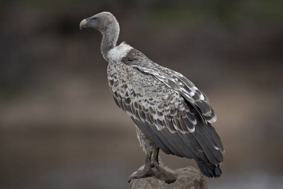 Ruppells Griffon Vulture 2 Ruppells Griffon Vulture seen in the Maasai Mara, Kenya.