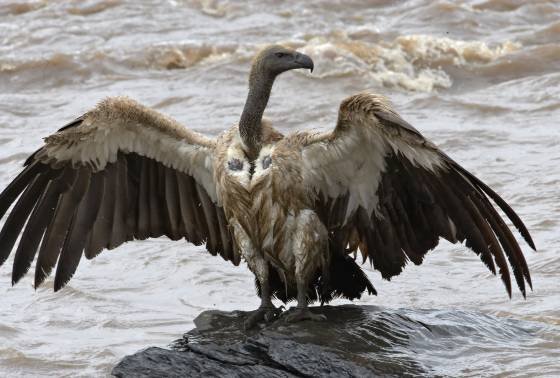 Ruppells Griffon Vulture spreading its wings Ruppells Griffon Vulture spreading its wings. Seen in the Maasai Mara, Kenya.