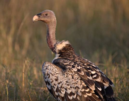 Ruppells Griffon Vulture Ruppells Griffon Vulture posing in the Maasai Mara, Kenya.