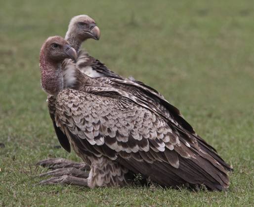 Ruppells Griffon Vultures Mirroring each oither Ruppells Griffon Vultures seen in the Maasai Mara, Kenya.