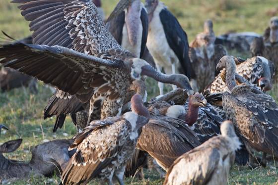 Vulture Feeding Frenzy Vultures feeding on a dead deer in the Maasai Mara, Kenya.