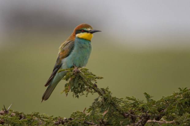 Bee-eaters