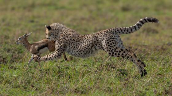 Cheetah Pouncing on Thompsons Gazelle Cheetah catching a young Thompsons Gazelle in the Maasai Mara.