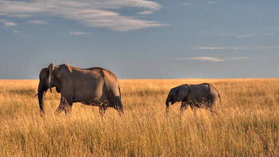 Elephants at Dusk Elephants moving gracefully through the grasslands of the Maasai Mara.