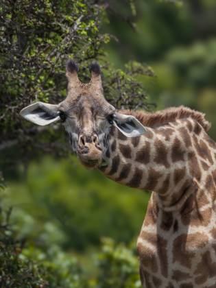 Giraffe Stretching its neck Giraffe gracefully stretching its neck to feed on leaves. Their prehensile tongues, adapted to grasp and strip leaves from branches, can extend up to 18 inches.