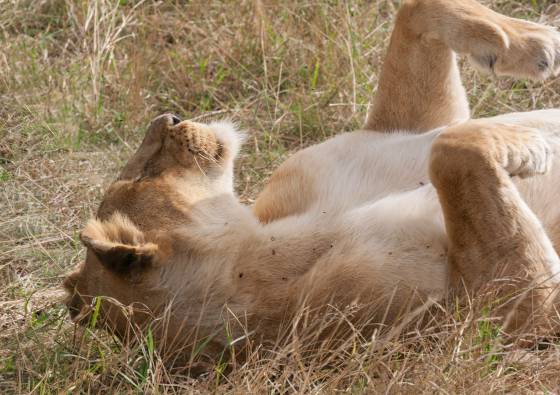 Lion lying on its back While it's not common to see a lion lying on its back compared to more relaxed positions like lying on its side, it's not entirely unheard of.