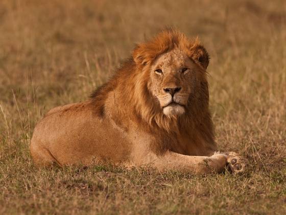 Regal Lion Lions are often associated with strength, courage, and leadership, and their appearance is striking and regal. A full and lush mane is often associated with...