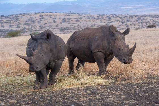 White Rhino Pair White rhino seen in Lewa Downs Conservancy. White rhino have amuch longer front horn than rear horn. White rhinos are grazers and have broad flat lips.