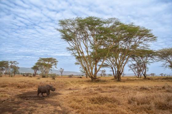 White Rhino and Acacia Trees Rhinocerus and Acacia trees seen at the Lewa Downs Conservancy.