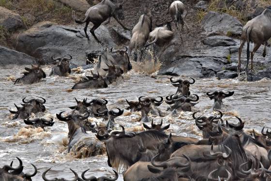 Wildebeest Crossing the Mara 2 Wildebeest Crossing the Mara River from Kenya to Tanzania.