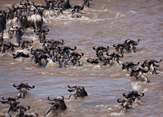 Wildebeest Crossing the Mara 7 Wildebeest Crossing the Mara River from Kenya to Tanzania.