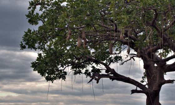 Sausage Tree Sausage Tree seen in the Maasai Mara, Kenya.