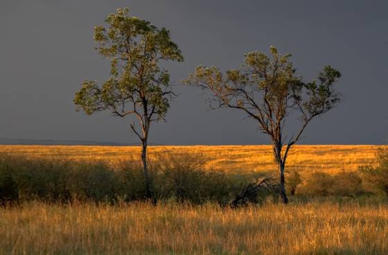 Storm at the Maasai Mara Storm at the Maasai Mara., Kenya..