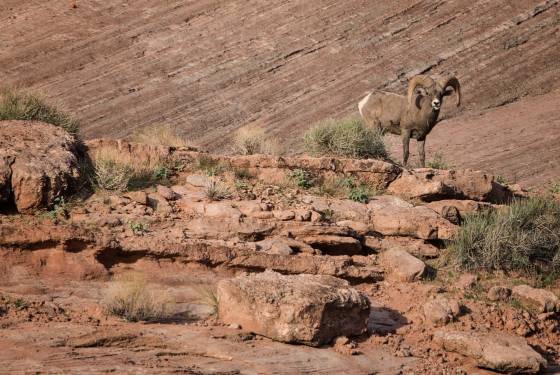 Big Horn Sheep Big Horn Sheep in Balanced Rock Canyon