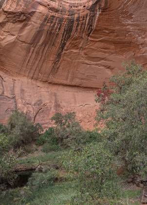 Forest Alcove Forest Alcove on Lake Powell