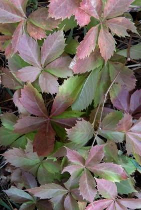 Virginia Creeper Virginia Creeper in Forest Alcove on Lake Powell