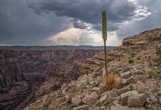 Second Bend Century Plant Desert Spoon on the rim high above the Little Colorado River