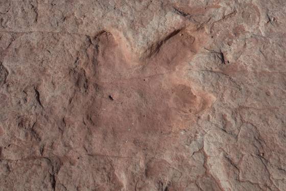 Dinosaur track 1 Moenave dinsoaur tracks from the early Jurassic seen at the Tuba CIty Trackway in Arizona.