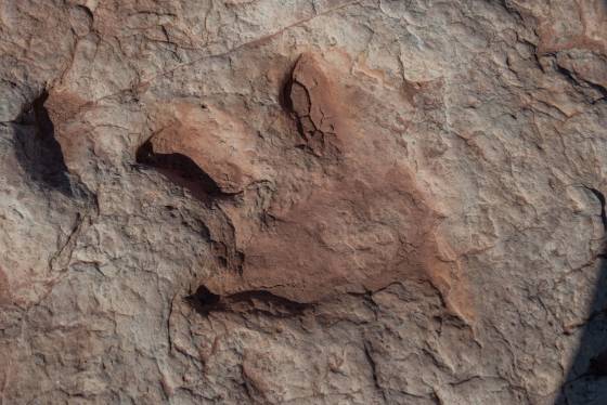 Dinosaur track 2 Moenave dinsoaur tracks from the early Jurassic seen at the Tuba CIty Trackway in Arizona.