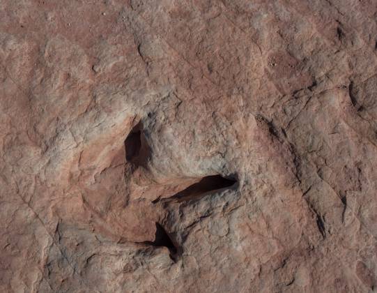 Dinosaur track 3 Moenave dinsoaur tracks from the early Jurassic seen at the Tuba CIty Trackway in Arizona.