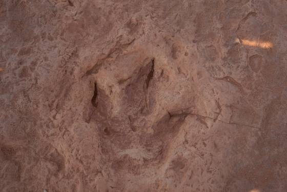 Dinosaur track 4 Moenave dinsoaur tracks from the early Jurassic seen at the Tuba CIty Trackway in Arizona.