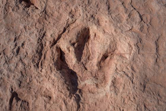 Dinosaur track 5 Moenave dinsoaur tracks from the early Jurassic seen at the Tuba CIty Trackway in Arizona.