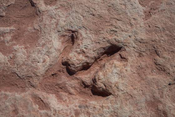 Dinosaur track 6 Moenave dinsoaur tracks from the early Jurassic seen at the Tuba CIty Trackway in Arizona.