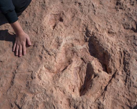 Size of tracks Moenave dinsoaur tracks from the early Jurassic seen at the Tuba CIty Trackway in Arizona.