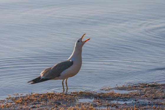 Seagull Squealing Seagull squealing on the shore on Mono Lake in California