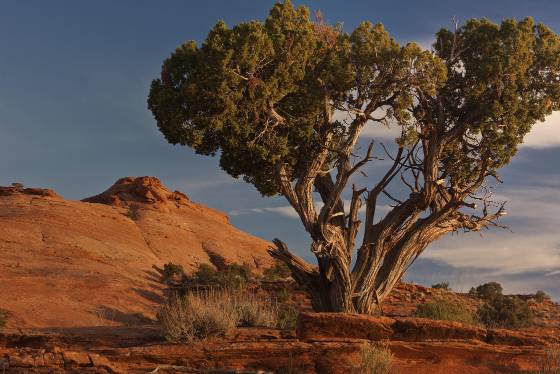 Mystery Valley Tree Sandstone Domes in Mystery Valley Arizona