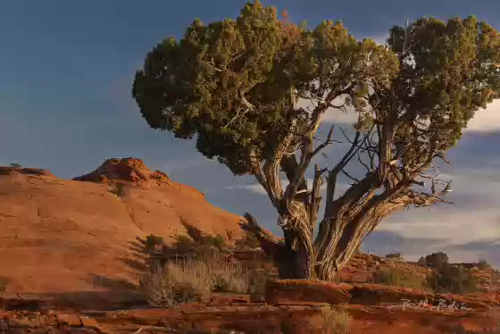 Mystery Valley Tree Sandstone Domes in Mystery Valley Arizona