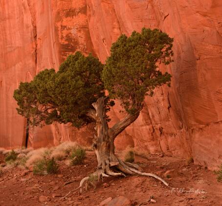 North Window Tree View of Monument Valley from the North Window