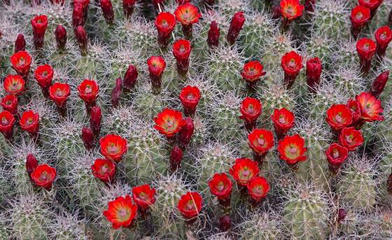 Claret Cup 2 Claret Cup Cactus in Monument Valley