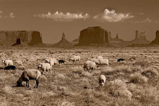 Sheep near the arches area Sheep herd in Monument Valley