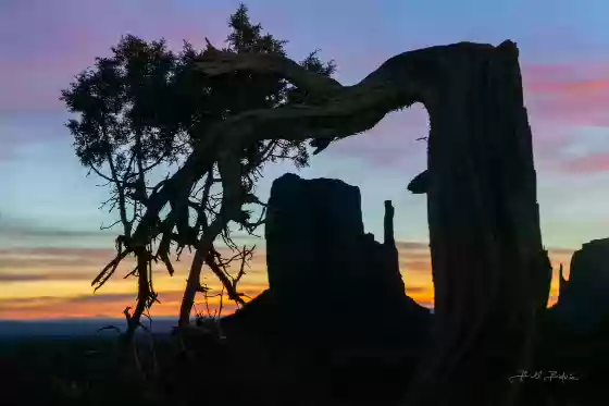 West Mitten Framed The West Mitten in Monument Valley framed by a tree. The tree was cut down when they constructed the Monument Vasllery Campground.